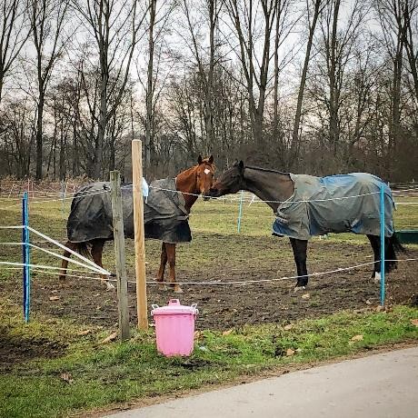 Pferde in de Koppel - Gemeinde